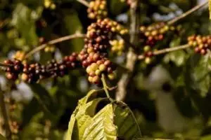 104-laos-taf-fan-koffiebessen