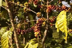 107-laos-taf-fan-koffiebessen