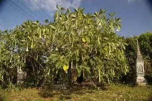 109-laos-tad-fan-brugmantia