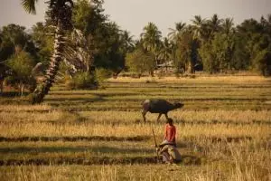 294-laos-don-det-si-phan-don-rijstvelden