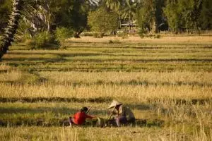 296-laos-don-det-si-phan-don-rijstvelden