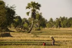 297-laos-don-det-si-phan-don-rijstvelden