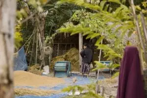 310-laos-don-det-si-phan-don-rijst-oogsten-dorsen