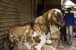 022-chor-bazar-thieves-market-mumbai_copy_1
