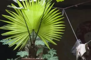 220-plant-cochin-kerala