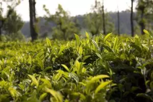 370-theeplantage-ooty
