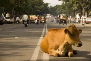 489-mysore-karnataka-verkeer