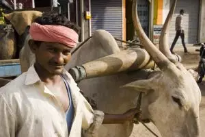 532-boer-mysore-karnataka