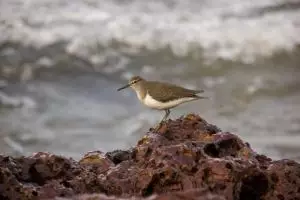 689-tiracol-beach-goa