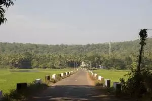 706-rice-fields-goa