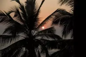 714-palmboom-goa