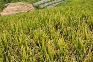 481-bali-jatiluwih-rijstvelden-ricefields
