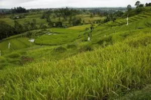 483-bali-jatiluwih-rijstvelden-ricefields