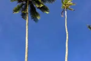 866-thailand-koh-mak-2010