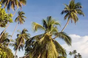 870-thailand-koh-mak-2010