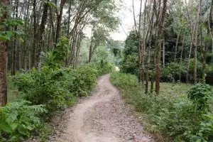 1770-koh-jum
