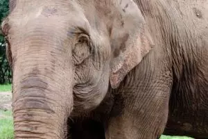 3745-elephant-nature-park