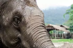3754-elephant-nature-park