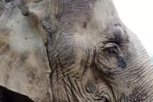 3784-elephant-nature-park