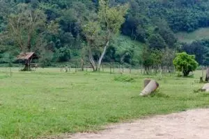 3806-elephant-nature-park