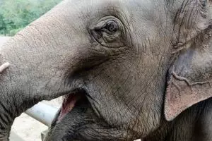 3824-elephant-nature-park