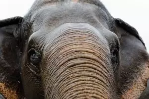 3852-elephant-nature-park