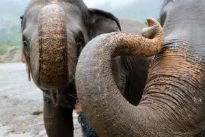 3858-elephant-nature-park