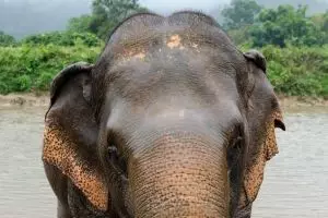 3866-elephant-nature-park