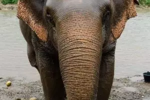3867-elephant-nature-park