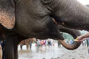 3872-elephant-nature-park