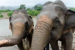 3877-elephant-nature-park