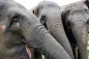 3914-elephant-nature-park
