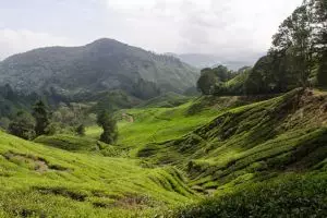 20140124-cameron-highlands-6405