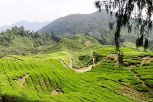 20140124-cameron-highlands-6408