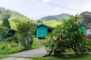 20140124-cameron-highlands-6428